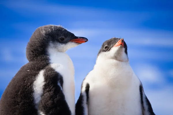 Dos Pingüinos Descansando Costa Antártida — Foto de Stock