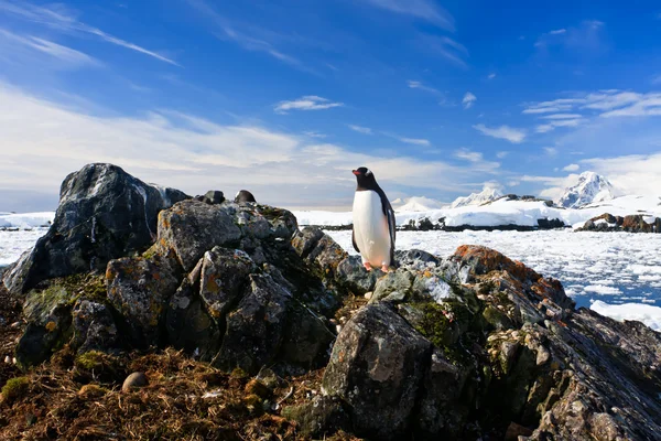 企鹅保护同时站在一块岩石上巢 图库图片