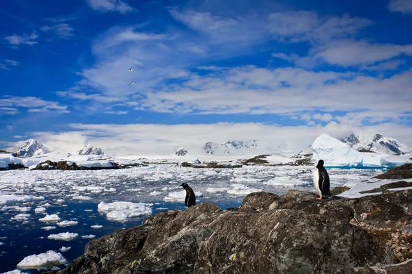 在南极洲的企鹅 图库照片
