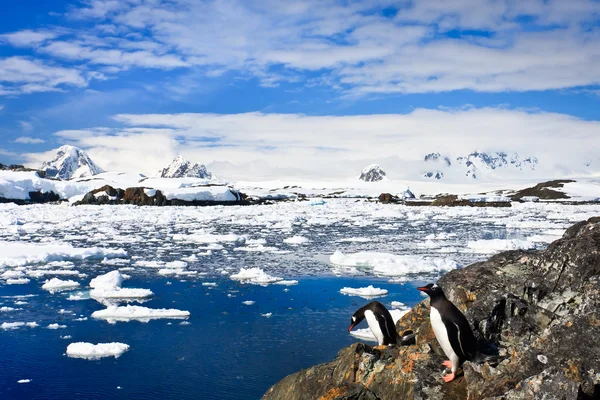 Pinguins na costa de pedra Imagem De Stock