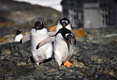 Penguins on the stone coast of Antarctica clipart