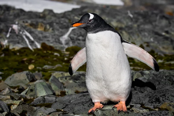 Pinguim em antártica — Fotografia de Stock