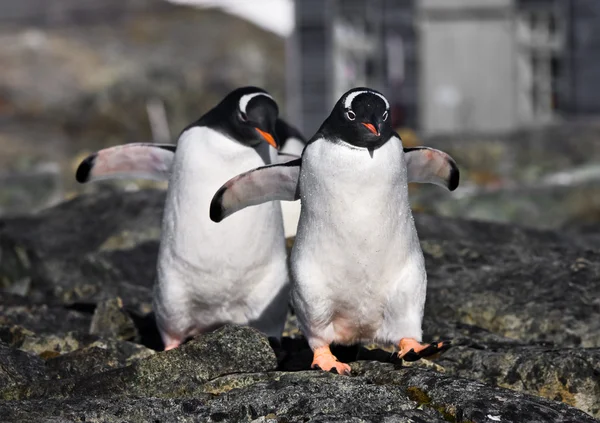 Pinguïns Stenen Kust Van Antarctica — Stockfoto