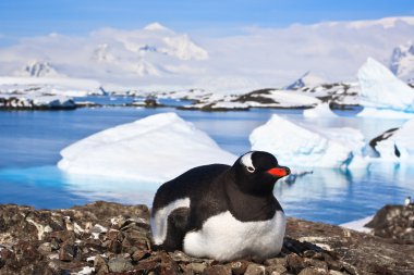 Penguins on a mountain in Antarctica clipart