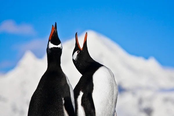 Πιγκουΐνους Τραγουδώντας Ένα Βράχο Στην Ανταρκτική Βουνά Στο Βάθος — Φωτογραφία Αρχείου