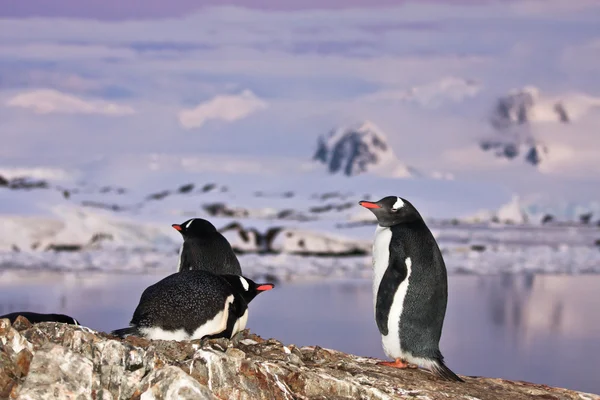 Πιγκουΐνους Που Στέκεται Πάνω Ένα Βουνό Στην Ανταρκτική — Φωτογραφία Αρχείου