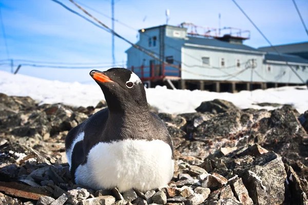 Fekete-fehér pingvin — Stock Fotó