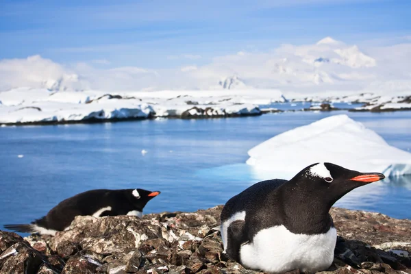Pingwinów na Antarktydzie — Zdjęcie stockowe