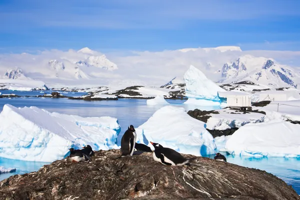 企鹅在南极的石质海岸 免版税图库图片