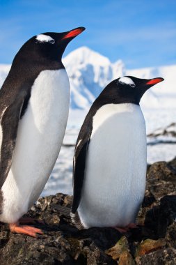 Penguins standing on the rocks covered snow in Antarctica clipart