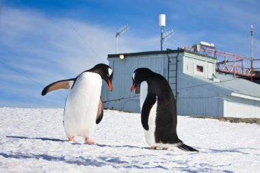 Penguins in Antarctica clipart