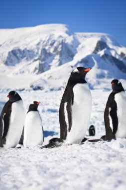 Penguins in Antarctica clipart