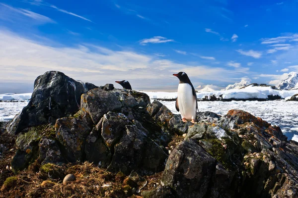 企鹅保护同时站在一块岩石上巢 — 图库照片