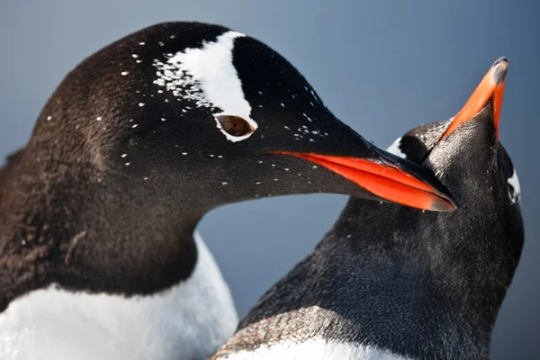 南極大陸の 2 つのペンギン — ストック写真