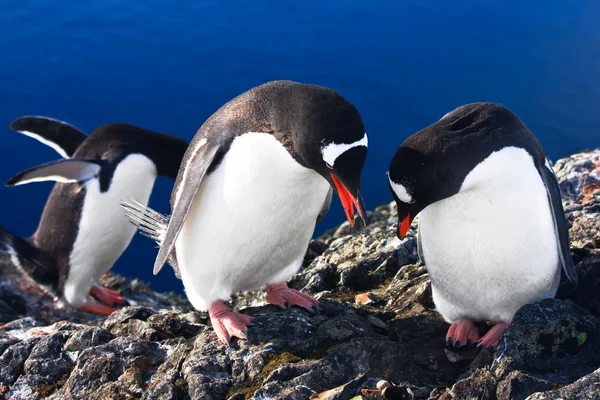 Groep Pinguïns Plezier Besneeuwde Heuvels Van Antarctische Wateren — Stockfoto