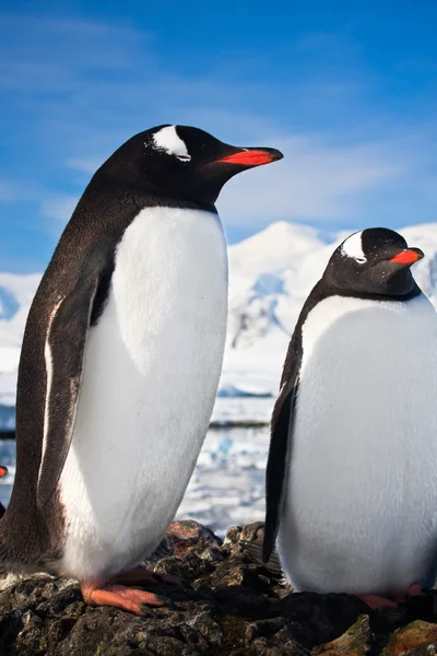 Pinguini Piedi Sulle Rocce Innevate Antartide — Foto Stock
