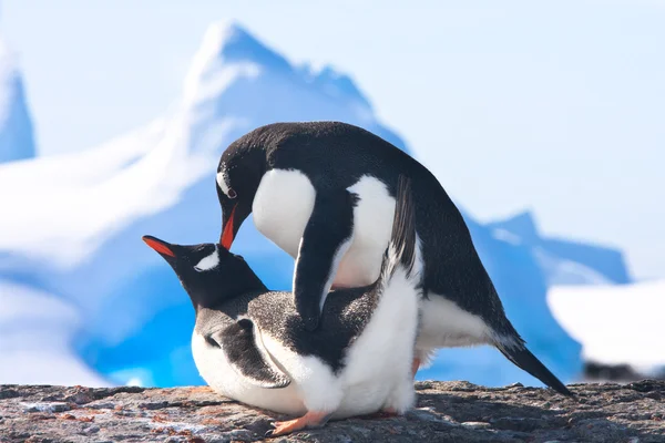 Pinguins em antártica — Fotografia de Stock