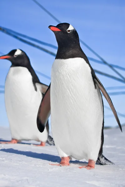企鹅站在山坡上覆盖着白雪的南极洲 — 图库照片