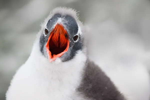 Voice of penguin — Stock Photo, Image