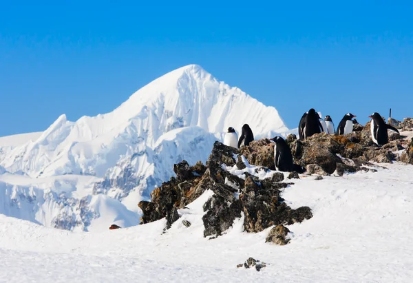 Пингвины Стоящие Скалах Покрытых Снегом Антарктиде — стоковое фото