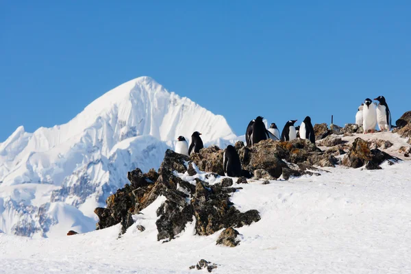 Pingüinos en las rocas — Foto de Stock