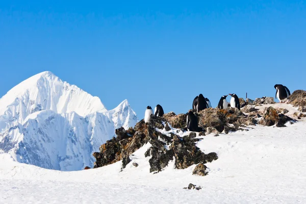 Пингвины Стоящие Скалах Покрытых Снегом Антарктиде — стоковое фото
