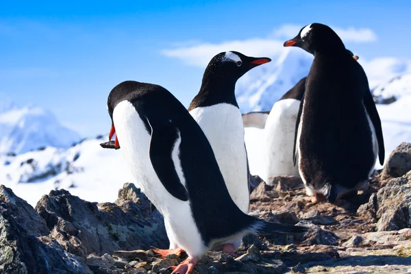 Pinguïns in antarctica — Stockfoto