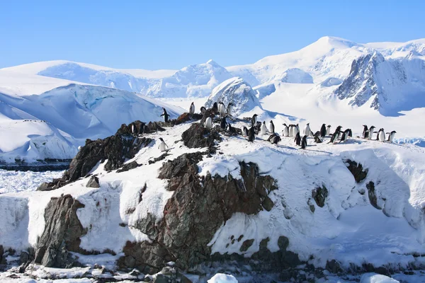 Gruppe Von Pinguinen Amüsiert Sich Den Schneebedeckten Hügeln Der Antarktis — Stockfoto