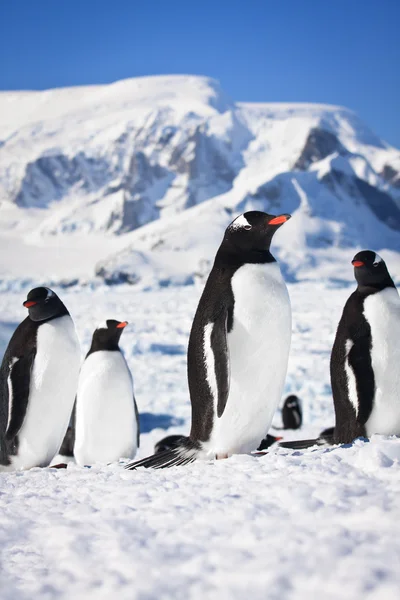 Penguins in Antarctica — Stock Photo, Image