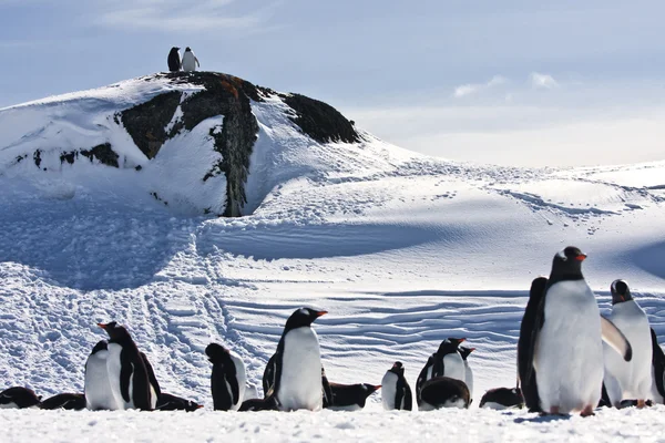 Velká skupina tučňáci — Stock fotografie