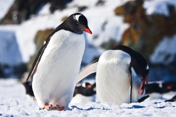 Dos Pingüinos Soñando Montañas Fondo —  Fotos de Stock