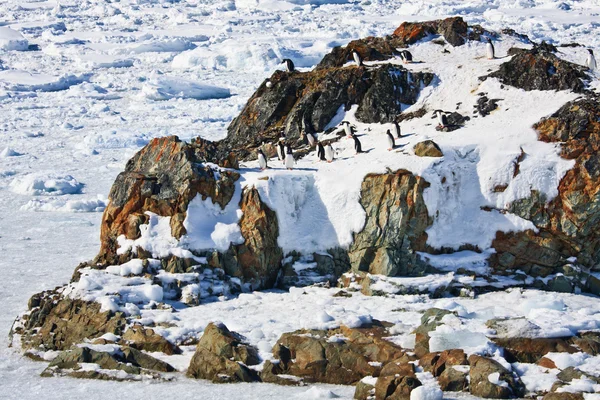 Pinguins descansando — Fotografia de Stock