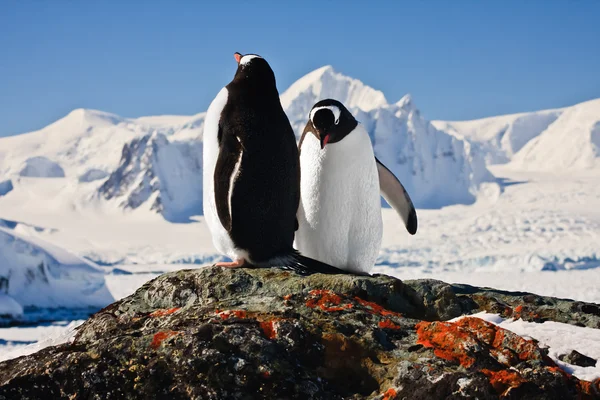 Deux Pingouins Rêvant Assis Sur Rocher Montagnes Arrière Plan — Photo