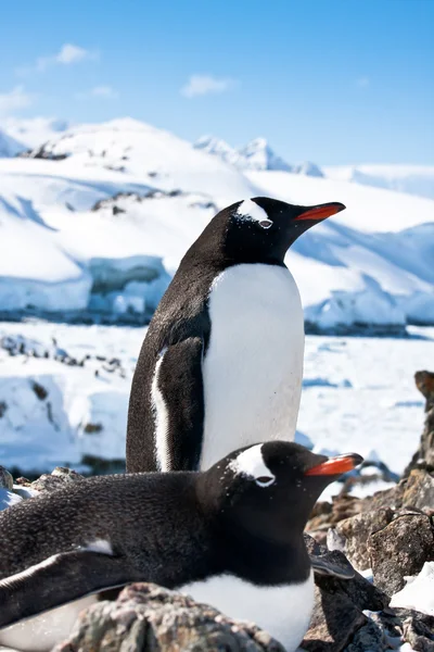 Pinguins descansando — Fotografia de Stock