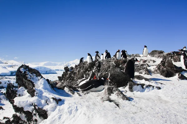 Pinguïns Rustend Steenachtige Kust Van Antarctica — Stockfoto