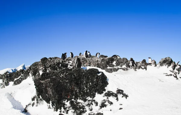 Pinguini a riposo — Foto Stock