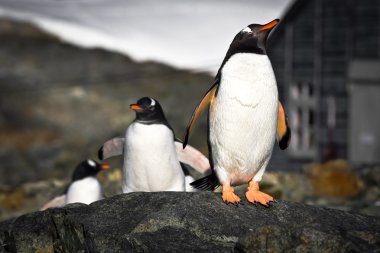 Penguins on the stone coast of Antarctica clipart