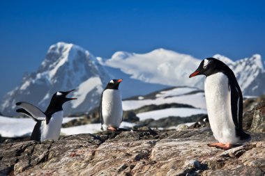 Three penguins dreaming clipart