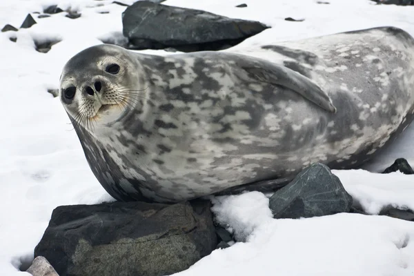 De grijze zeehond — Stockfoto