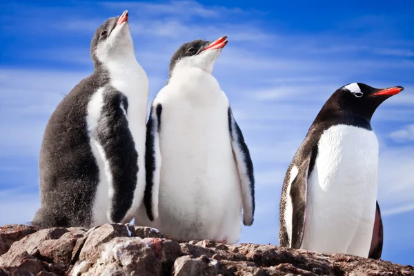 Pinguïns Rustend Steenachtige Kust Van Antarctica — Stockfoto
