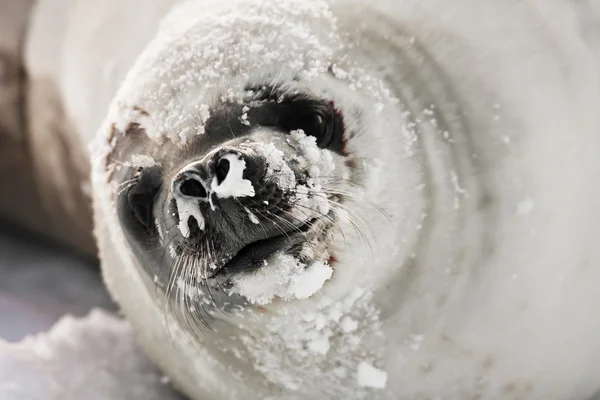 Сопливый Тюлень Сердито Смотрит Камеру — стоковое фото