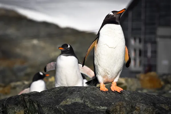 Stock image Penguins on the stone coast of Antarctica