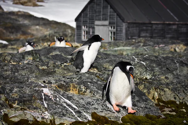 Pingouins en Antarctique — Photo