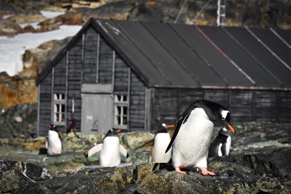 Pingviner Antarktis Sten Kust — Stockfoto