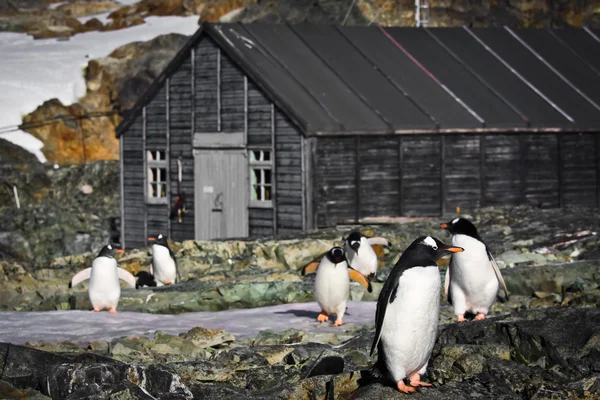 Pinguini in Antartide — Foto Stock