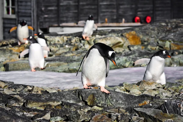 Penguins Stone Coast Antarctica — Stock Photo, Image