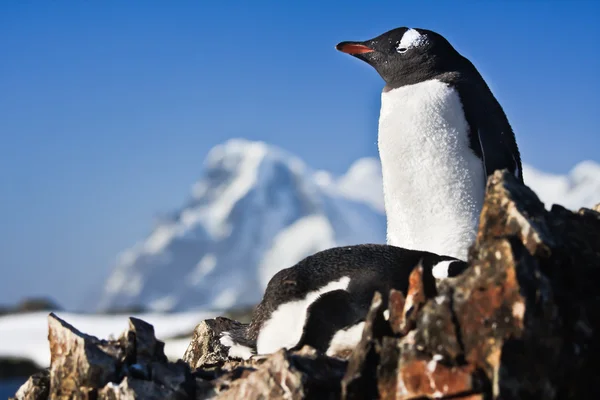Два пингвина на камне — стоковое фото