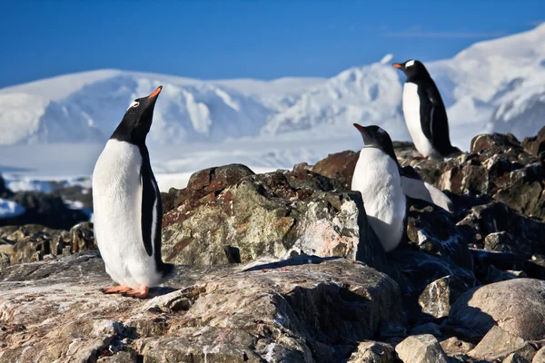 Drei Träumende Pinguine Auf Einem Felsen Sitzend Hintergrund Berge — Stockfoto