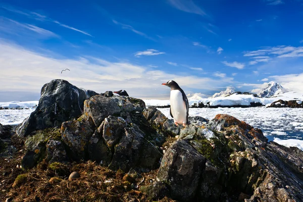 Pinguim protege seu ninho — Fotografia de Stock