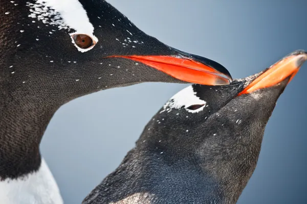 つのペンギンが南極で遊んでを間近します — ストック写真
